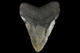 Giant, Fossil Megalodon Tooth - North Carolina #109762-2